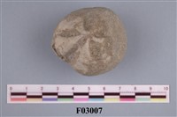 藏品(中華釜海膽)的圖片